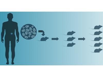 A silhouette of a person on the left with a light blue section near their navel indicating tumor tissue. A larger circle containing cells - the tumor tissue - is to the right of the silhouette. An arrow from the circle of cells points to the silhouette of a mouse. Moving from left to right, the amount of mice silhouettes grows from one, to three, to five, with arrows in between each group.