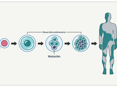 Gráfica en la que se muestra la fertilización y las distintas etapas del desarrollo de embriones formados por células verdes. Hay una etiqueta de mutación en una célula gris, que está en una etapa más tardía. Hay una flecha que apunta a una figura humana coloreada en mosaicos verdes y grises.