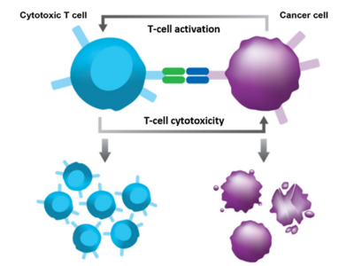 Illustration depicting mechanism of action of blinatumomab (Blincyto)