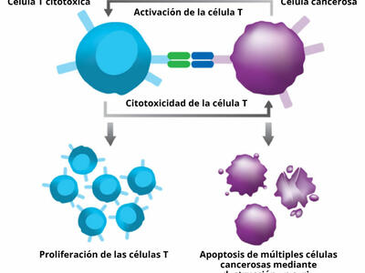 Ilustración que muestra cómo el blinatumomab hace que las células T se unan a las células cancerosas. Esta unión activa las células T para que se multipliquen y sea más fácil destruir las células cancerosas.