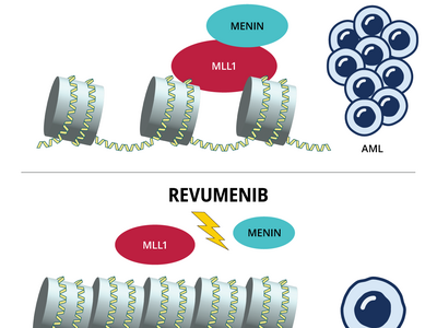 An illustration of revumenib blocking the MLL and menin proteins from interacting.