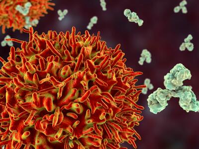Illustration of a B cell releasing antibodies