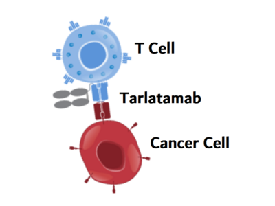 An illustration showing tarlatamab (blue, red, and gray) binding to a cancer cell on one side (red) and a T cell on the other (blue).
