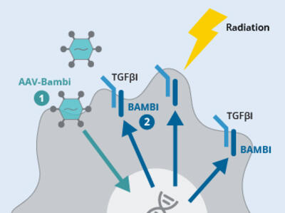 An illustration depicting how gene therapy increases the amount of BAMBI in cells.