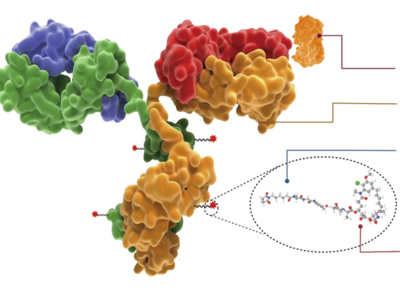 The structure and characteristic of an ADC drug.