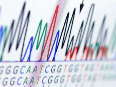 Visualization of dye labeled dideoxynucleotides generated from DNA fragments of different lengths and sequences