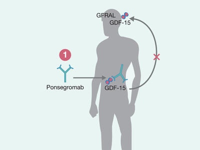 Silhouette of a human body showing Ponsegromab's biological mechanism of action.
