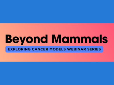 Beyond Mammals: Exploring Cancer Models Webinar Series banner image with connected icons of a zebrafish, worm, fly, and a patient lying in a bed.