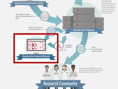 Graphic showing that the Genomic Data Analysis Network (GDAN) serves to help the cancer research community leverage the genomic data and resources produced by NCI programs, and shares data with the Genomic Data Commons.