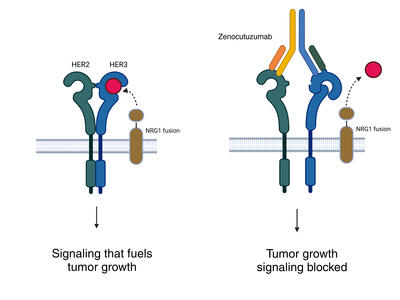A schematic showing how zenocutuzumab blocks the activity of the NRG1 fusion protein.