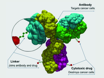 Diagram of an antibody-drug conjugate (ADC) showing three labeled components: an antibody (colorful Y-shaped protein structure) that targets cancer cells, a linker chain that joins the antibody to the drug, and a cytotoxic drug (red molecule) that destroys cancer cells.