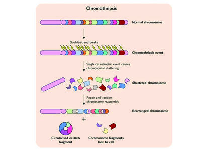An illustration depicting chromothripsis and its outcome, including ecDNA formation