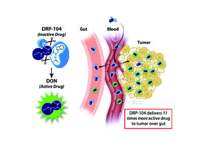 Illustration showing efficacy of the chemotherapy drug DRP-104. On the left, a chemical structure labeled "DRP-104 (Inactive Drug)" is shown, which converts into "DON (Active Drug)". On the right, a cross-section of the body displays a digestive tract labeled "Gut," adjacent blood vessels, and a cluster of yellow tumor cells. Blue molecules enter the bloodstream from the gut and predominantly accumulate in the tumor cells as active green molecules. 