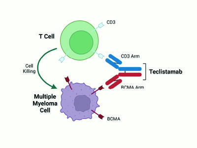 Diagram illustrating the mechanism of Teclistamab, a bispecific antibody. It connects a T cell to a multiple myeloma cell. This connection facilitates cell killing, as indicated by an arrow from the T cell to the myeloma cell.