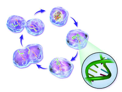 An illustration of phases of the life cycle of a normal cell