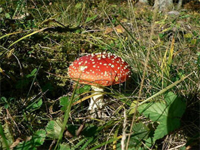 Bright red mushroom with white spots, commonly known as the fly agaric, growing amidst grass and foliage in a natural setting. The mushroom's vibrant cap is the focal point, contrasting with the green and earthy tones of the surrounding plants.