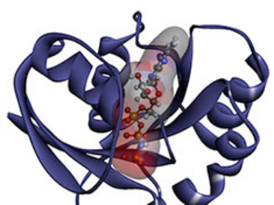 Computer generated image of a RAS protein. Curly strands on either side make the overall protein appear heart-shaped; in the center of the strands, a cylindrical shape contains a chain of amino acids which appear as small spheres connected by lines.