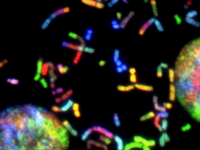 Small, multi-colored chromosomes floating on a black background, with two larger multicolored circles on either side.