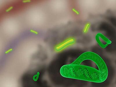 Image of DNA minicircles