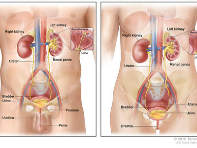 Anatomical diagrams comparing male urinary system (left) and female urinary system (right), showing kidneys, renal pelvis, ureters, bladder, urethra, and renal tubules. The left diagram also includes the prostate, while the right includes the uterus.
