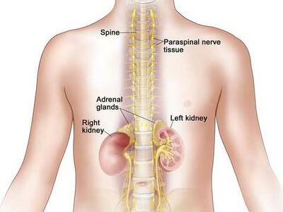 Illustrated diagram of spine, kidneys, and adrenal glands