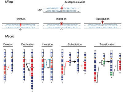 Genetic mutations result from DNA copying mistakes, shown at the micro and macro level. Micro and macro both have deletion and substitution scenarios. Micro has insertion, and macro has duplication, inversion, and translocation.