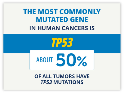 The most commonly mutate gene in human cancers is TP53. About 50% of all tumors have TP53 mutations