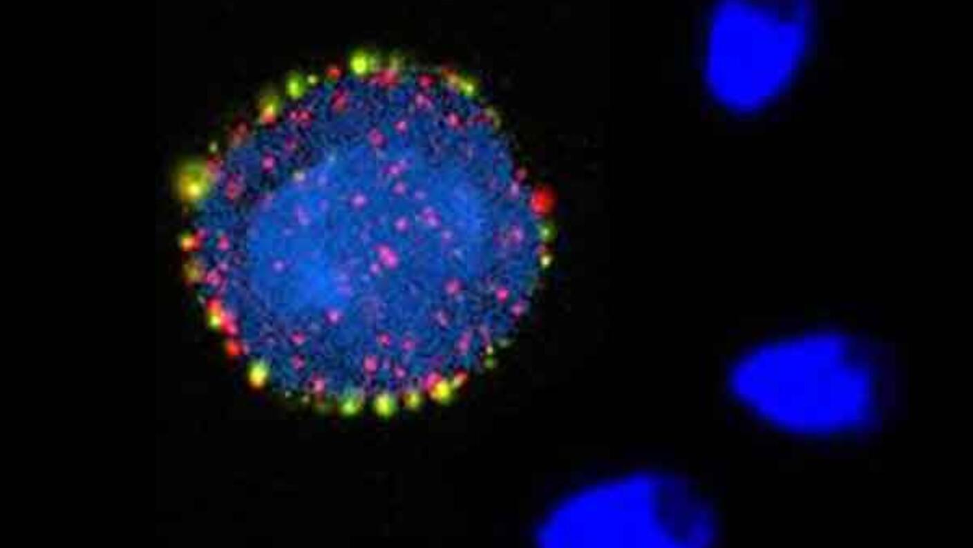 A microscopic image shows a cell with a bright blue nucleus surrounded by red and yellow markers, highlighting specific structures or proteins within the cell. The dark background enhances the vivid colors.