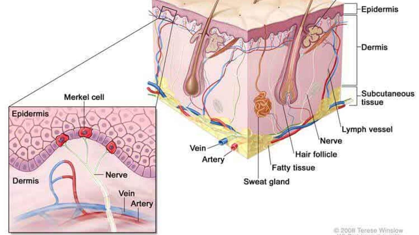 An illustrated cross section of the different layers of skin and their components, labeling the hair shaft, oil gland, epidermis, dermis, subcutaneous tissue, lymph vessel, nerve, hair follicle, fatty tissue, sweat gland, artery, and vein. An inset box shows three red Merkel cells connected to a vein between the epidermis and dermis.