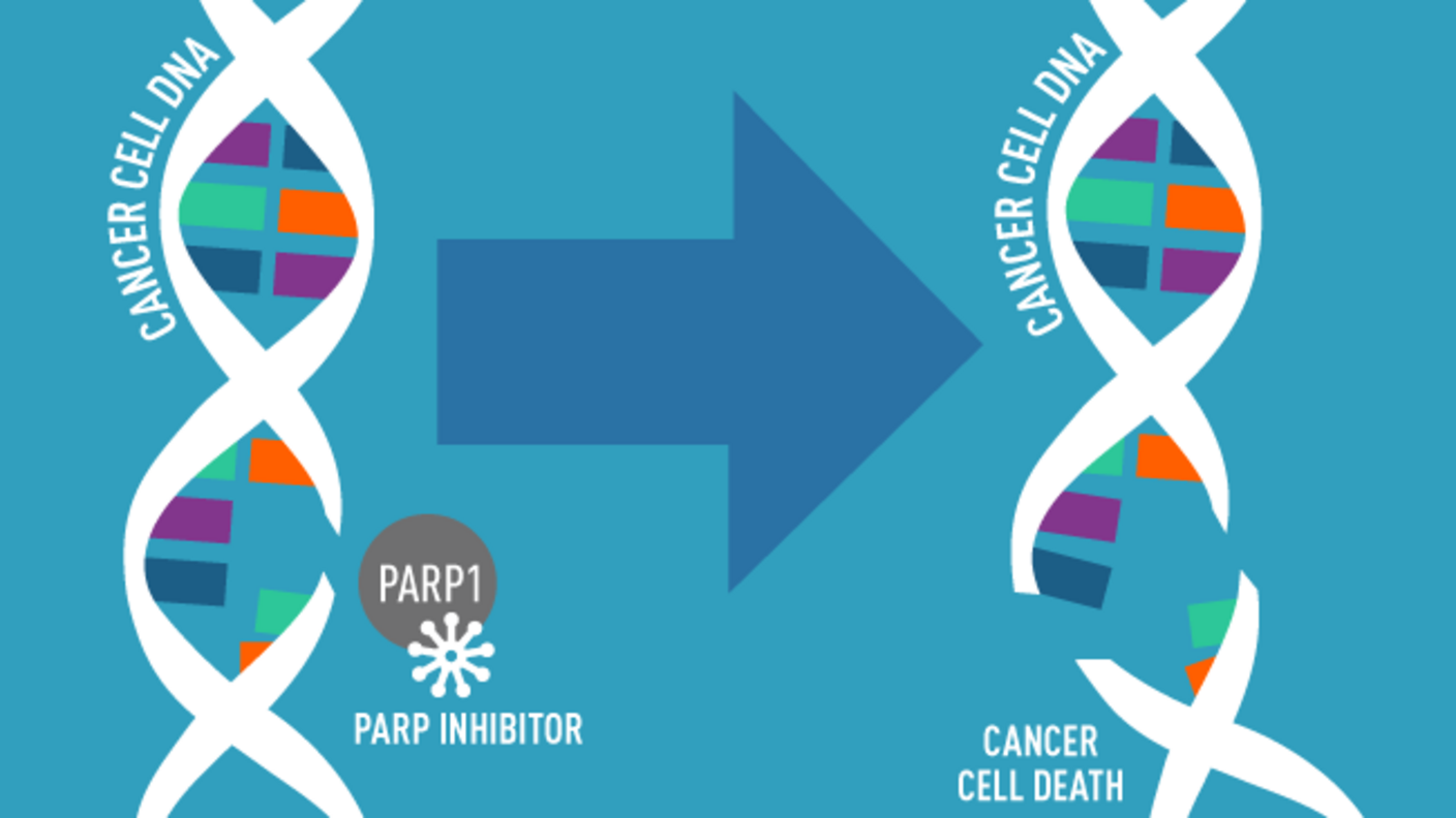 Illustration showing the effect of a PARP inhibitor on cancer cell DNA. On the left, intact DNA strands labeled "Cancer Cell DNA" are shown with a PARP1 enzyme. An arrow points to the right, indicating the action of the PARP inhibitor, leading to broken DNA strands and labeled "Cancer Cell Death."