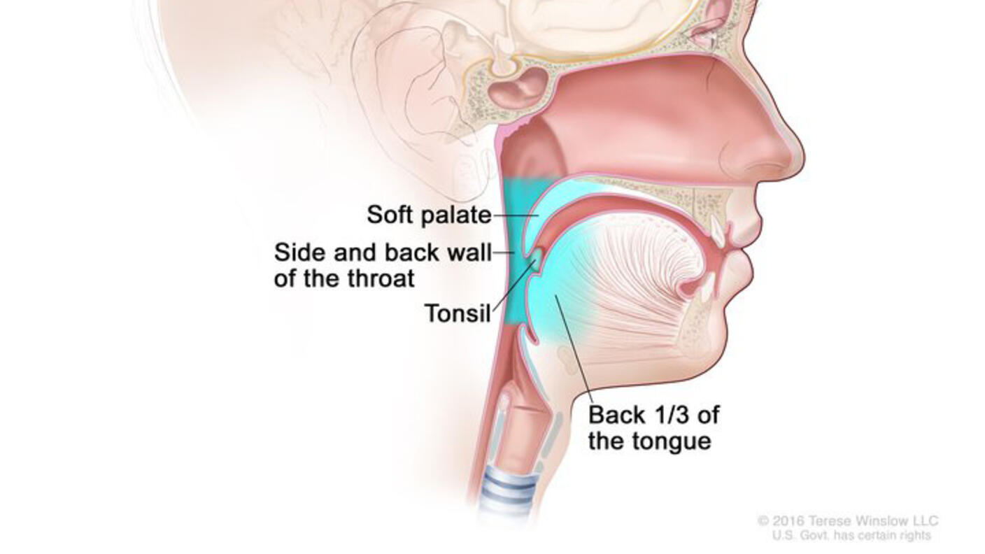 An illustrated cross section titled “Parts of the Oropharynx.” A side view of the head labels the soft palate, back 1/3 of the tongue, tonsil and side and back wall of the throat. 
