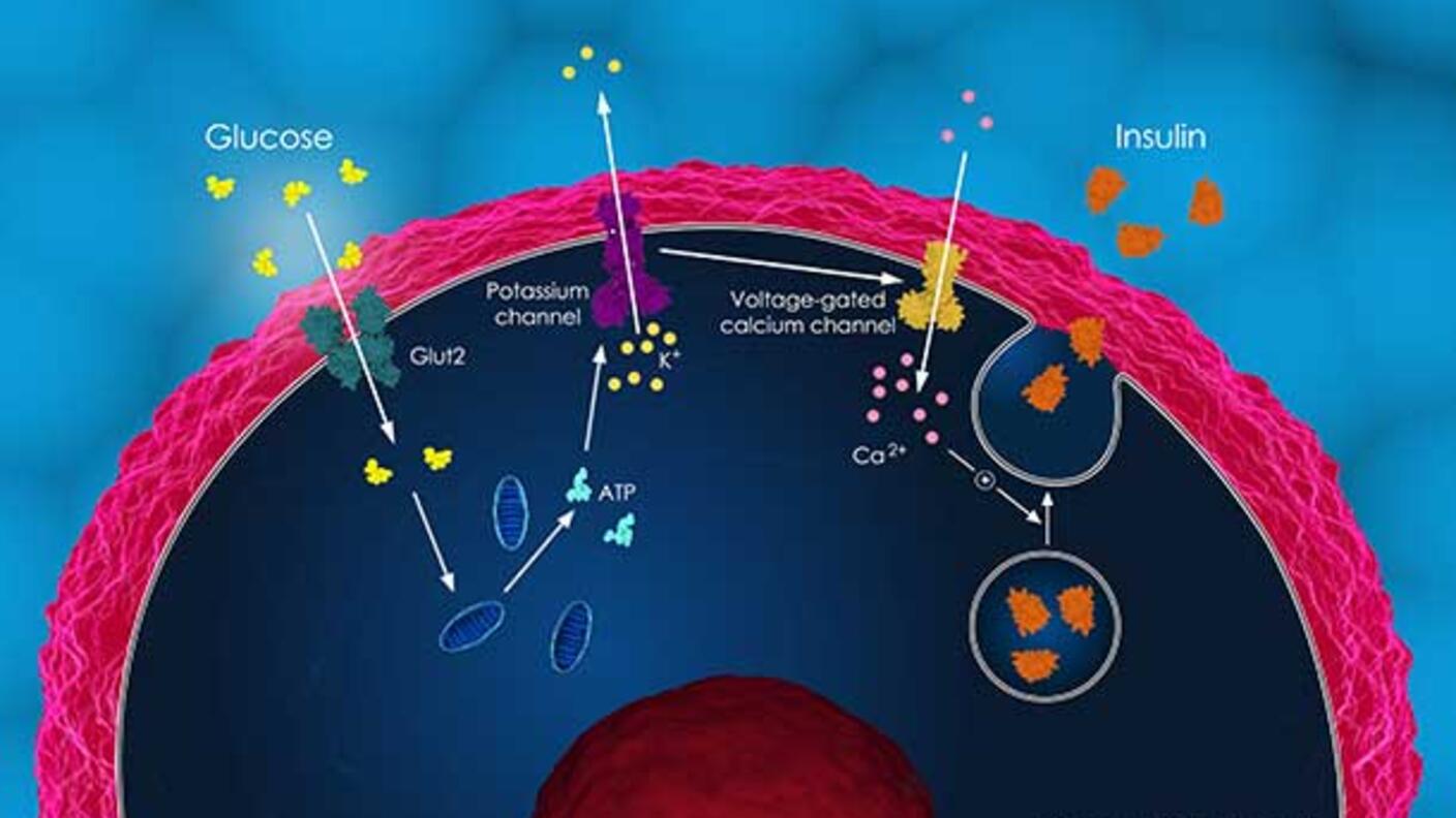 Illustration of insulin secretion in a pancreatic beta cell showing glucose uptake, ATP production, potassium and calcium channel activation, and insulin release.