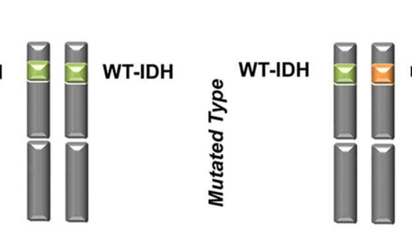 Diagram comparing wild-type and mutated IDH genes. The wild type shows two normal WT-IDH alleles, while the mutated type shows one WT-IDH and one mutated m-IDH allele.