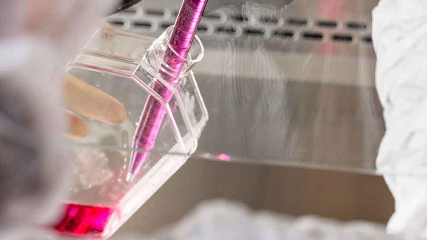 Laboratory researcher using a pipette to draw up a pink-colored liquid from a glass flask in a sterile laboratory environment
