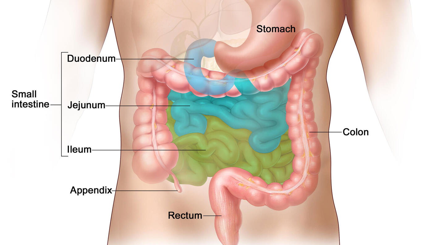 An illustration of the gastrointestinal system labeling the stomach, colon, rectum, appendix and small intestine. The small intestine section further labels the duodenum, jejunum, and ileum.