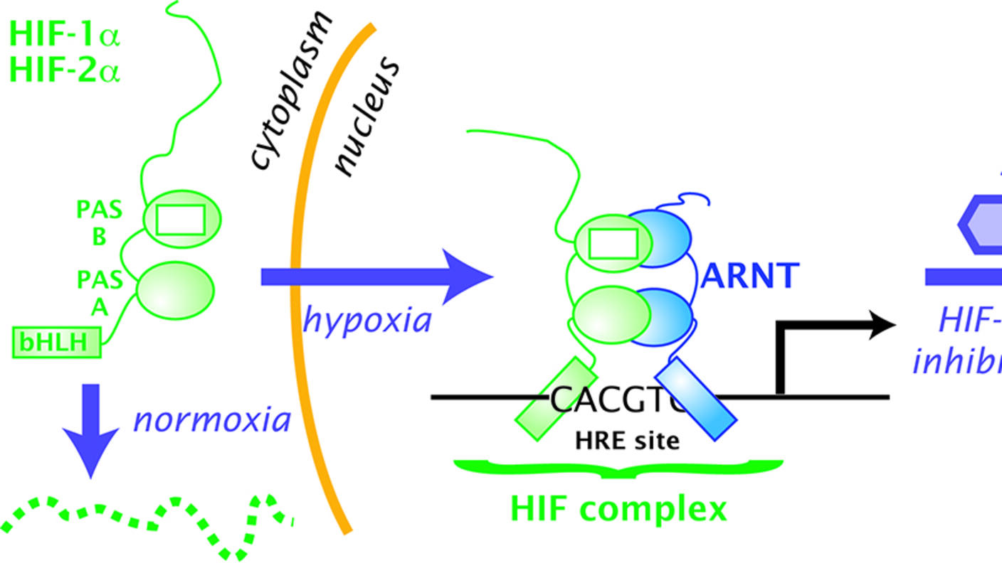 Diagram of HIF cycle