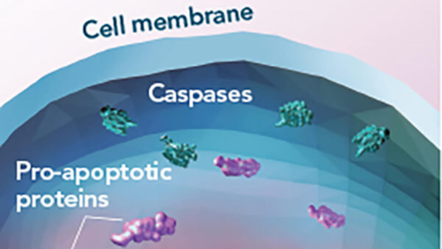 Illustration of venetoclax inhibiting the BCL-2 protein, promoting cancer cell death in chronic lymphocytic leukemia.