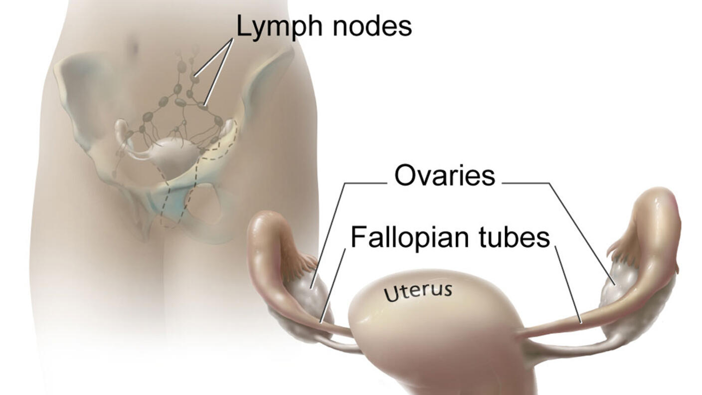 Anatomy of cervix, uterus, and fallopian tubes.