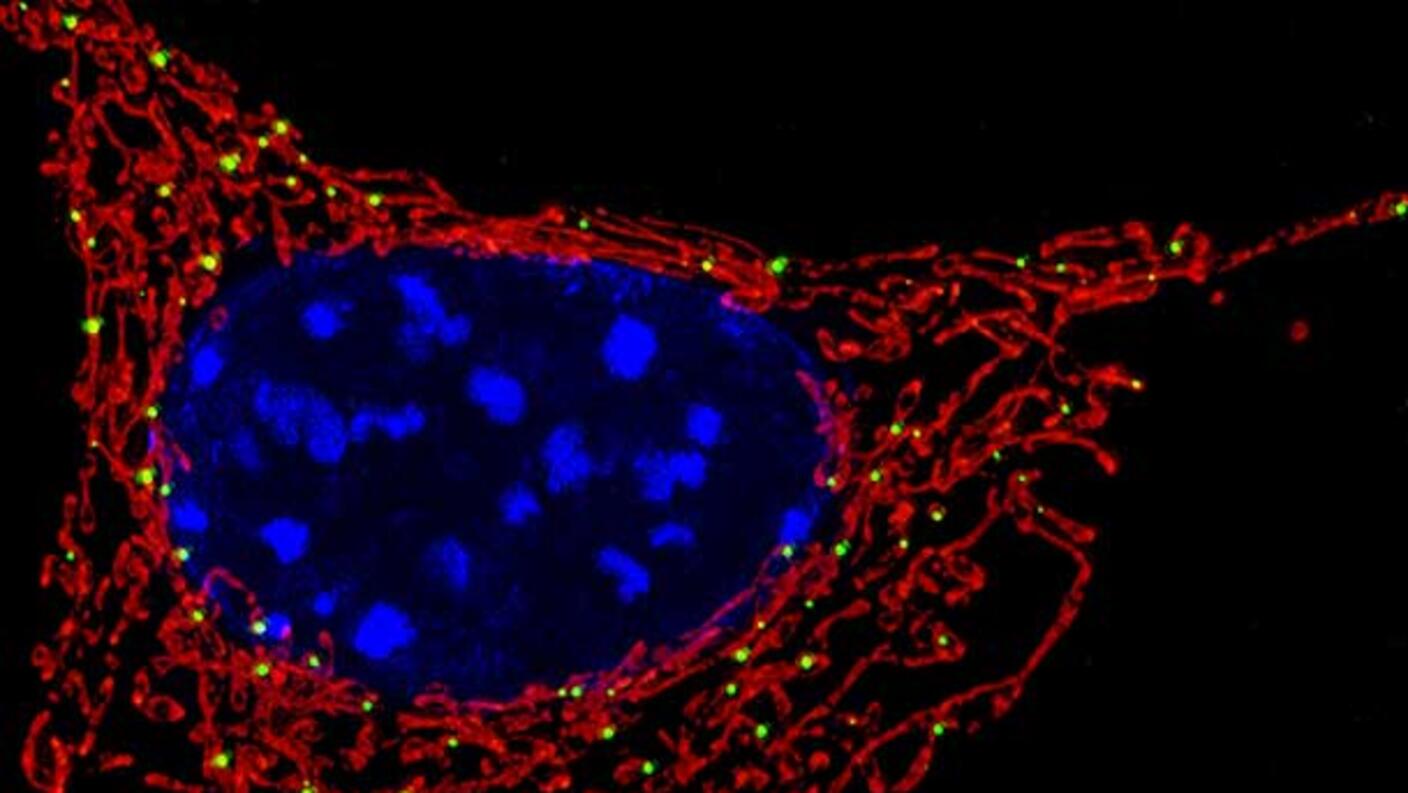 Fluorescent microscope image showing cellular mitochondria in red surrounding blue-stained cell nuclei, demonstrating where cellular metabolism occurs within the cell structure.