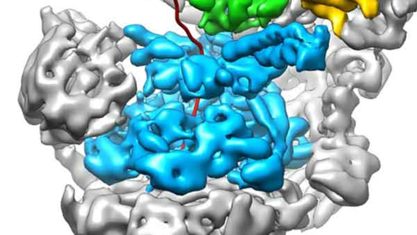 Bortezomib blocks the action of the proteasome.