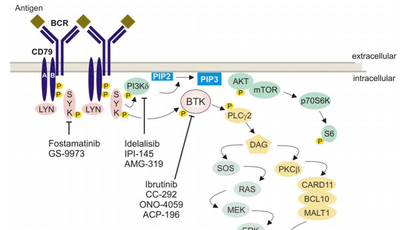 A complex diagram showing how acalabrutinib (ACP-196) targets BTK. The diagram shows a difference between extracellular vs intracellular activity. 