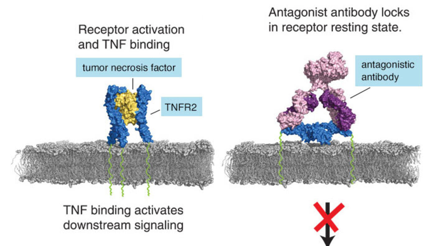 A two-panel image compares receptor activation and antagonist antibody locks in a receptor resting state. On the left, tumor necrosis factor (TNF) binds to TNFR2 receptors, shown in yellow and blue, leading to downstream signaling. On the right, an antagonist antibody, shown in pink and blue, binds to the receptors, locking them in a resting state and preventing TNF binding. This results in no signaling, indicated by a red cross at the bottom.