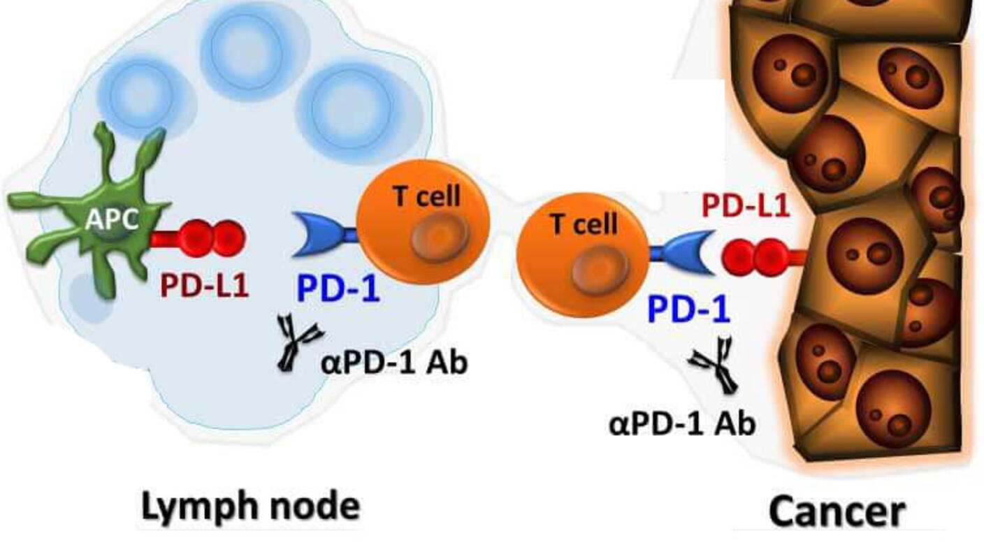Diagram showing how PD-1 inhibitors block the interaction between PD-1 on T cells and PD-L1 on cancer or antigen-presenting cells to improve immune response.