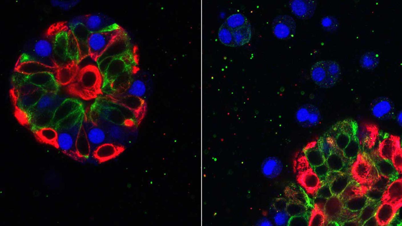 Two images show fluorescently colored cells under a microscope. On the left, a cluster with visible blue, red, and green components. On the right, the blue is dispersed while the red and green maintain their original form.