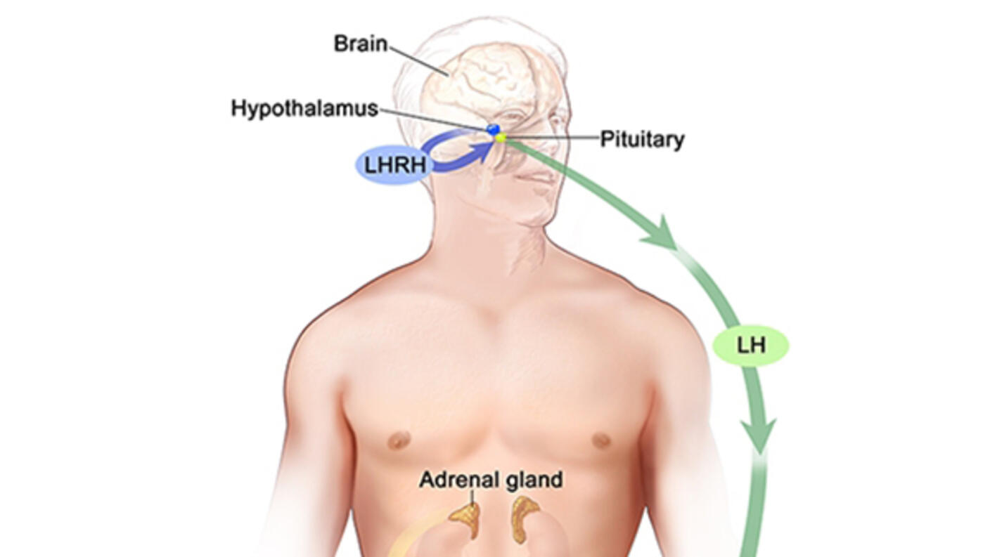 Illustration of the male endocrine system focusing on hormone regulation. It shows the brain, hypothalamus, and pituitary gland producing LHRH, which stimulates the release of LH. Arrows indicate the feedback loop of hormone regulation within the body.