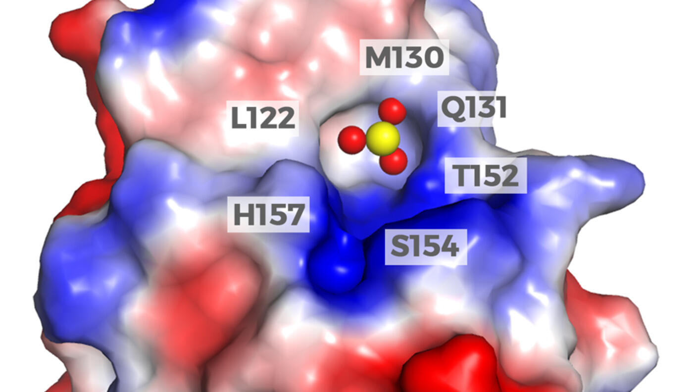 A model representing the crystal structure of arsenic (red and yellow spheres) interacting with and inhibiting the activity of the Pin1 protein (red, white, and blue).