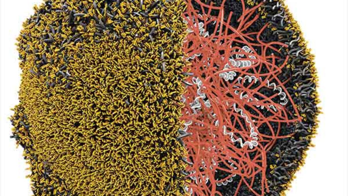 Nanoparticle with a protein-coated surface binding to T cells in yellow, containing DNA in white and molecules to deliver it to the T cell nucleus in red.