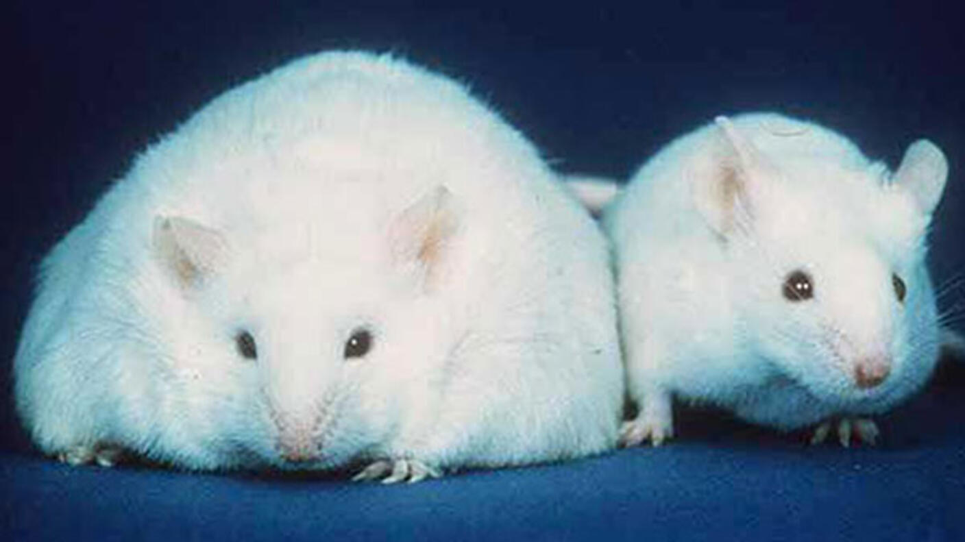 Two white lab mice next to each other on a blue surface. The mouse on the left is about two to three times the width of the one on the right.