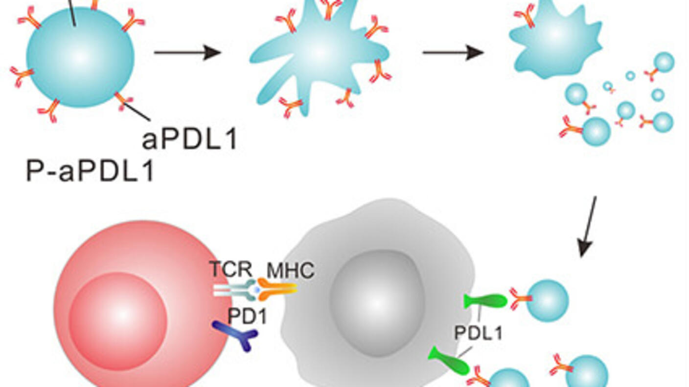 A diagram of a platelet being activated within a tumor cell and relationship to a t-cell.