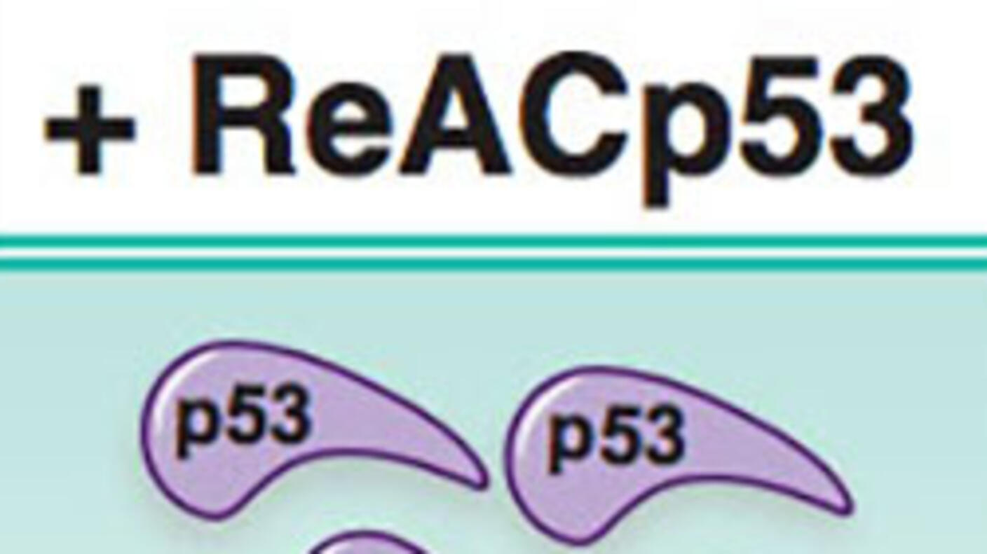 A two-panel illustration. The left has the header “- ReACp53” and the right “+ ReACp53”. On the left side, it shows one comma shape, labeled p53, become larger and then more copies appear. On the right side, multiple comma shapes also become a larger shape, and then only two shapes are below that. It shows the + ReACp53 side stopping aggregation.